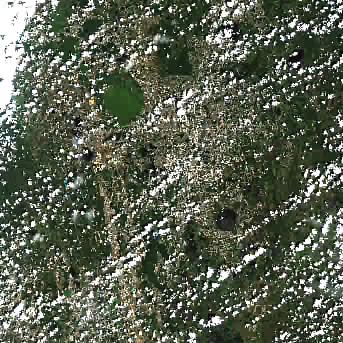 Sentinel-2 satellite image of the area on 22 Aug 2026, 16 days before this event